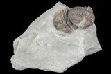 Pair Of Flexicalymene Trilobites In Shale - Ohio #67657-1